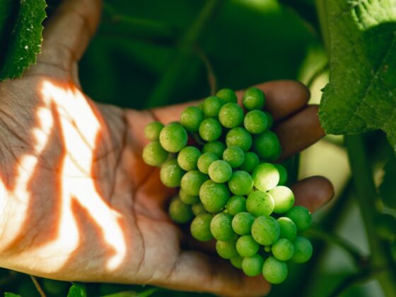 Vamos meter as mãos nas uvas?