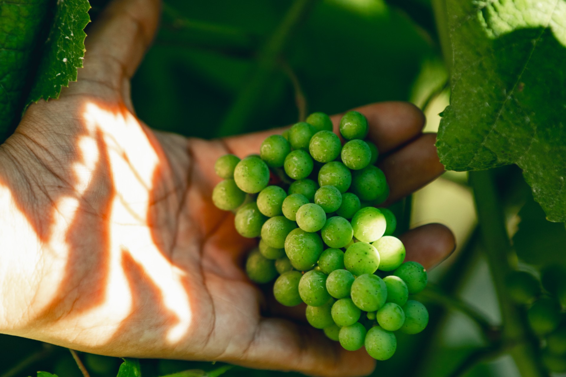 Vamos meter as mãos nas uvas?