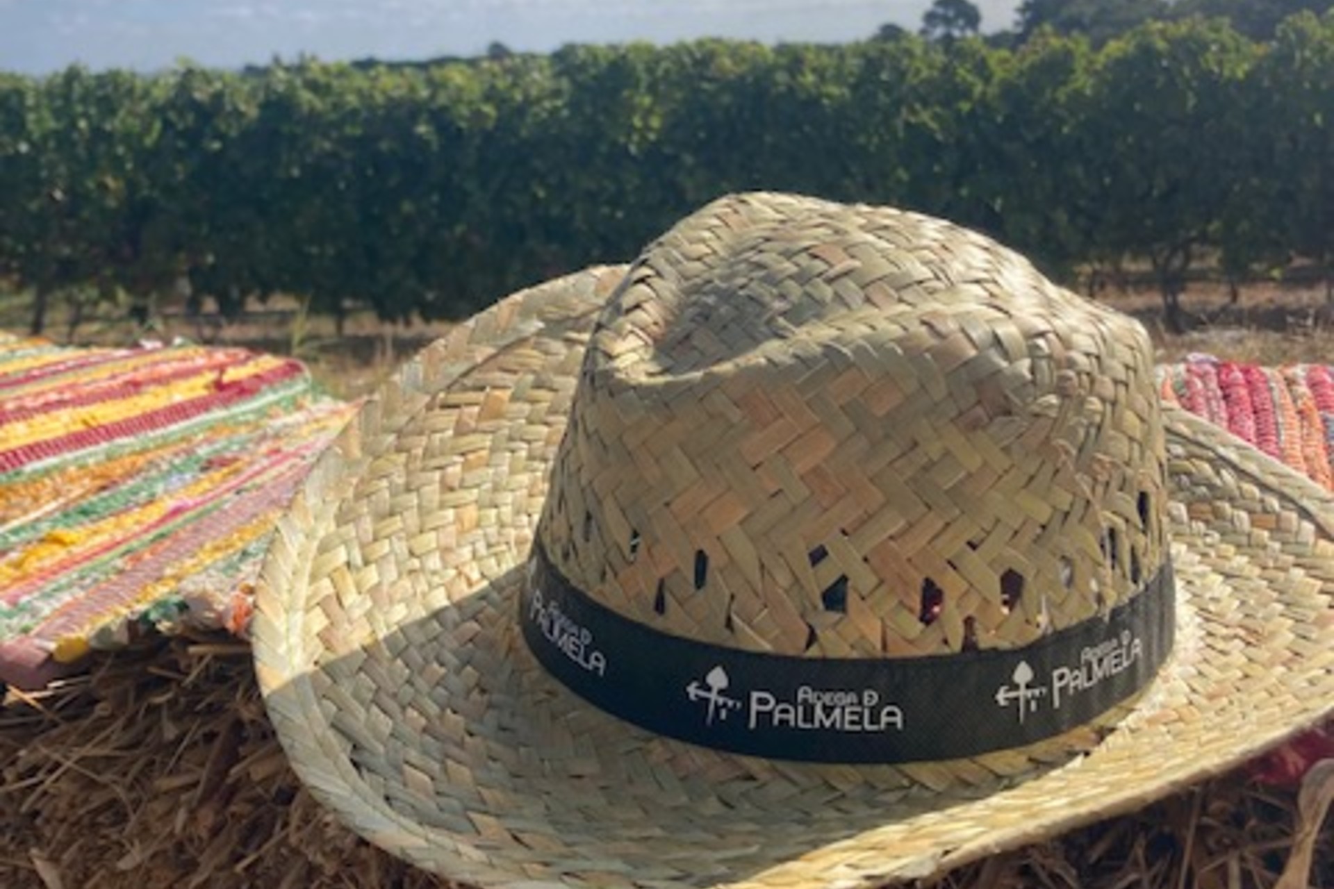 Vindima com alma? É o convite da adega